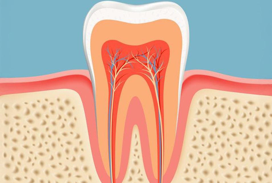 Root Canal north-edmonton